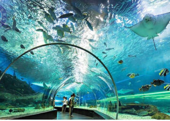 “استكشاف عالم الحياة البحرية: زيارة متحف اكواريوم اسطنبول”
