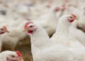 وزارة الصناعة: انخفاض أسعار الدجاج بنوعيه خلال اليومين الماضيين