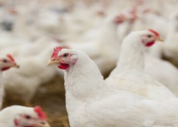 وزارة الصناعة: انخفاض أسعار الدجاج بنوعيه خلال اليومين الماضيين